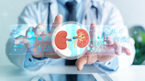 AD-NP1, Kidney Tissue Repair, Renal Regeneration, Chronic Kidney Disease, CKD, ENPP1, Kidney Injury, Acute Kidney Injury, Nephrology, Regenerative Medicine, Monoclonal Antibody, UCLA Research, Renal Fibrosis, Cell Stem Cell, Kidney Function, Tissue Healing, FDA Phase 1 Trial, Kidney Disease Treatment, Biomedical Research, Healthcare News, Kidney Function Improvement, Acute Kidney Injury, Tissue Regeneration, Nephrology Research, FDA Phase 1 Trial