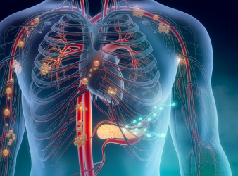 Intrinsic Cardiac Nervous System, ICNS, Cardiology, Heart Rhythm, Cardiac Neurons, Arrhythmia, Cardiac Electrophysiology, Cardiovascular Research, Autonomic Nervous System, Coronary Perfusion, Cardiac Neuromodulation, Sudden Cardiac Arrest, Sympathetic Nervous System, Parasympathetic Nervous System, Cell Journal, coronary perfusion, sympathetic nervous system, parasympathetic nervous system, cardiac research, heart function, sudden cardiac arrest