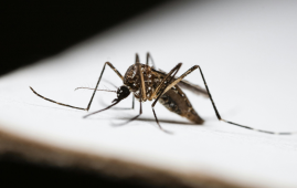 Malaria, Malaria Vaccination, Malaria Vaccine, Infectious Diseases, Tropical Medicine, Vaccinology, Immunology, Malaria Prevention, Chemovaccination, Antimalarial Drugs, Mosquito-Borne Diseases, Plasmodium, T-Cell Immunity, Liver-Resident Memory T Cells, Vaccine Research, mosquito-borne diseases, malaria parasites, liver-stage malaria, infectious diseases, tropical medicine, vaccine development
