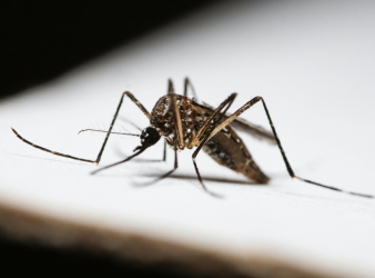 Malaria, Malaria Vaccination, Malaria Vaccine, Infectious Diseases, Tropical Medicine, Vaccinology, Immunology, Malaria Prevention, Chemovaccination, Antimalarial Drugs, Mosquito-Borne Diseases, Plasmodium, T-Cell Immunity, Liver-Resident Memory T Cells, Vaccine Research, mosquito-borne diseases, malaria parasites, liver-stage malaria, infectious diseases, tropical medicine, vaccine development