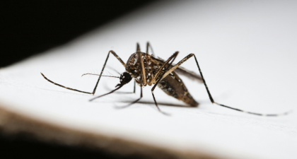 Malaria, Malaria Vaccination, Malaria Vaccine, Infectious Diseases, Tropical Medicine, Vaccinology, Immunology, Malaria Prevention, Chemovaccination, Antimalarial Drugs, Mosquito-Borne Diseases, Plasmodium, T-Cell Immunity, Liver-Resident Memory T Cells, Vaccine Research, mosquito-borne diseases, malaria parasites, liver-stage malaria, infectious diseases, tropical medicine, vaccine development