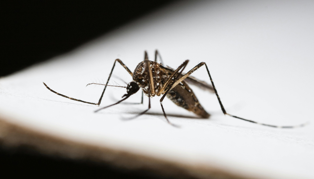 Malaria, Malaria Vaccination, Malaria Vaccine, Infectious Diseases, Tropical Medicine, Vaccinology, Immunology, Malaria Prevention, Chemovaccination, Antimalarial Drugs, Mosquito-Borne Diseases, Plasmodium, T-Cell Immunity, Liver-Resident Memory T Cells, Vaccine Research, mosquito-borne diseases, malaria parasites, liver-stage malaria, infectious diseases, tropical medicine, vaccine development