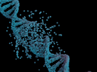 DNA Damage Response, Biological Aging, Cellular Senescence, Aging Research, DNA Damage, Tumor Suppressors, p53, p16INK4a, Inflammaging, SASP, Telomere Attrition, Mitochondrial Dysfunction, Epigenetic Aging, CHIP, Gerontology, senescence-associated secretory phenotype, telomere attrition, mitochondrial dysfunction, epigenetic aging, clonal hematopoiesis, aging biomarkers