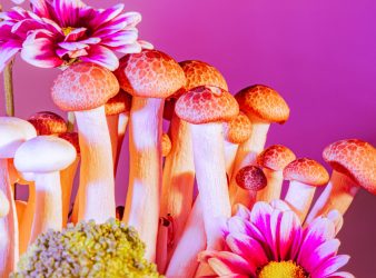Psilocybin Microdosing, Psilocybin, Psychedelic Research, Psychedelic Therapy, Mental Health, Depression, Anxiety, Clinical Research, Randomized Controlled Trials, Placebo Effect, Patient Safety, Psychiatry, Neuroscience, Substance Use, Frontiers in Psychiatry, Psychedelic therapy, Microdosing benefits, Microdosing risks, Placebo effect, Randomized controlled trials, Psychedelic medicine