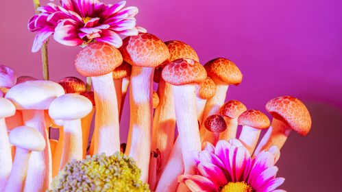 Psilocybin Microdosing, Psilocybin, Psychedelic Research, Psychedelic Therapy, Mental Health, Depression, Anxiety, Clinical Research, Randomized Controlled Trials, Placebo Effect, Patient Safety, Psychiatry, Neuroscience, Substance Use, Frontiers in Psychiatry, Psychedelic therapy, Microdosing benefits, Microdosing risks, Placebo effect, Randomized controlled trials, Psychedelic medicine