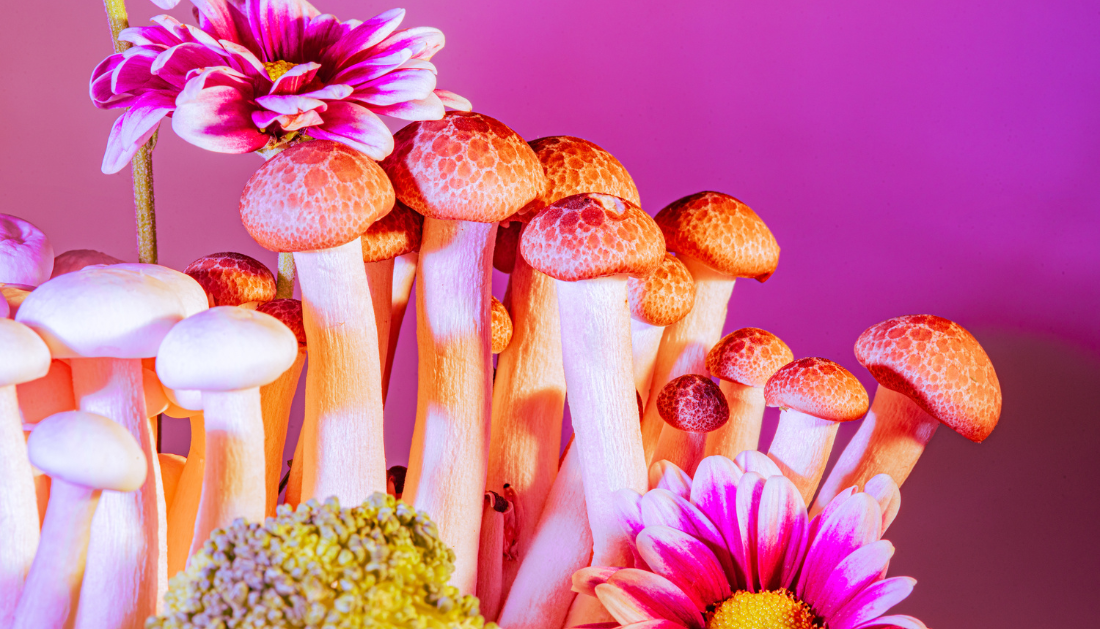 Psilocybin Microdosing, Psilocybin, Psychedelic Research, Psychedelic Therapy, Mental Health, Depression, Anxiety, Clinical Research, Randomized Controlled Trials, Placebo Effect, Patient Safety, Psychiatry, Neuroscience, Substance Use, Frontiers in Psychiatry, Psychedelic therapy, Microdosing benefits, Microdosing risks, Placebo effect, Randomized controlled trials, Psychedelic medicine